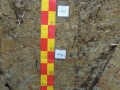 Pedon11